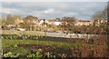 Allotments at Little Studley