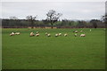 Sheep grazing near Dyffryn