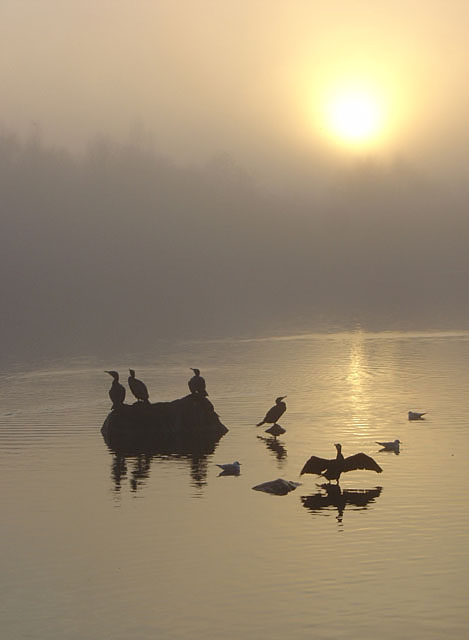 Birds on Colwick Park Lake