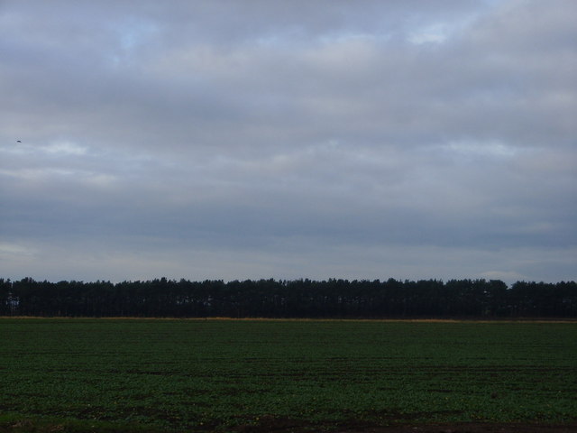Long plantation at Ercall Heath