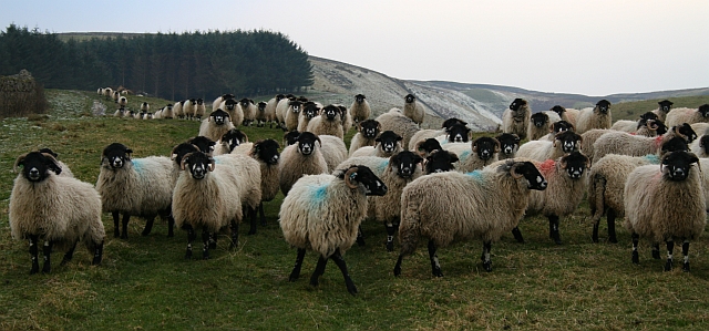 Sheep above Stotgap Gill (4)