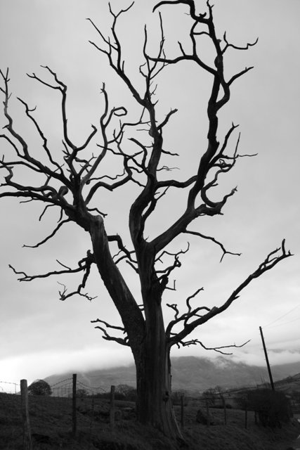 Dead Tree on the Road to Derwentfolds