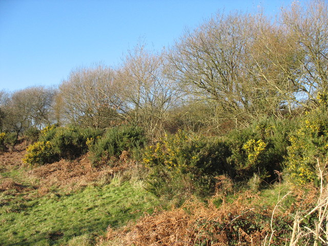 Gorse, bracken and thorns on the rim of the meltwater channel