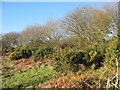 Gorse, bracken and thorns on the rim of the meltwater channel