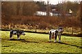 Ornamental cows at Young