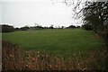 Sheep pasture by Cwm Graig