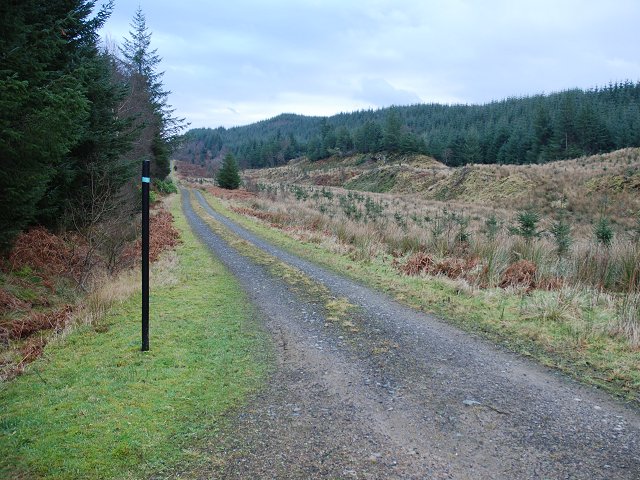 Waymarker on forest road