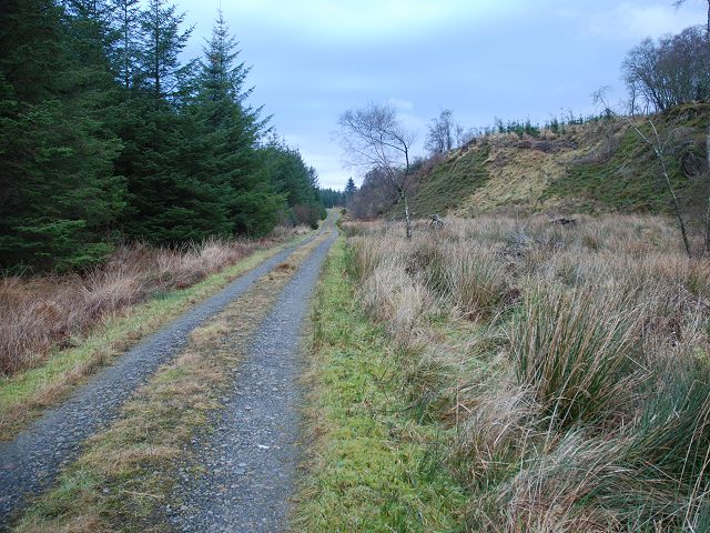 In Knapdale Forest