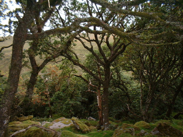 Wistmans Wood, Dartmoor