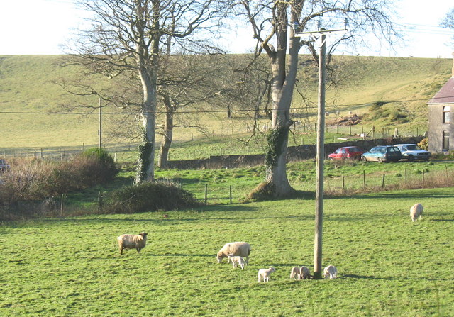 December lambs at Pant Glas Farm