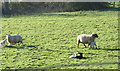 Ewes and lambs at Pant Glas Farm, Rhyd-y-clafdy