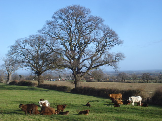 Cattle near Brickbarns Farm