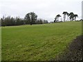 Carniny Townland