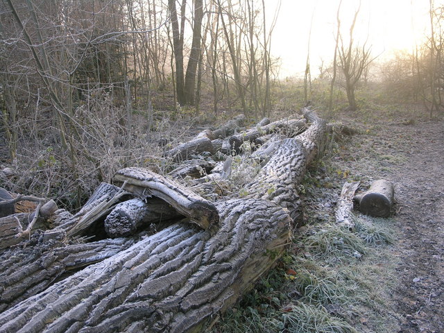Fallen Trees at Lawn Lane Field