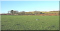 View across improved pasture towards Tan-y-bryn Farm