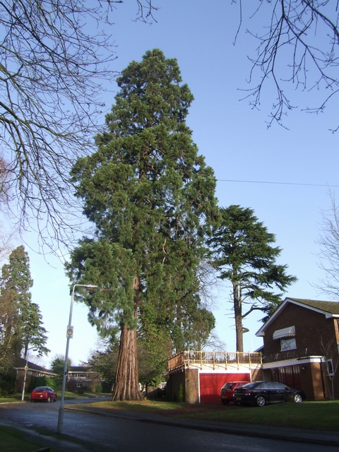Large trees in Wightwick