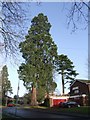 Large trees in Wightwick