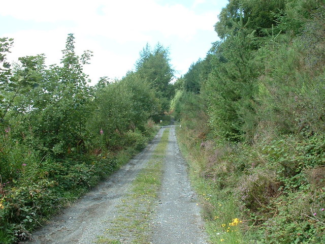 Forestry road