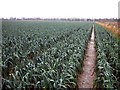 Leek field on the Welsh border