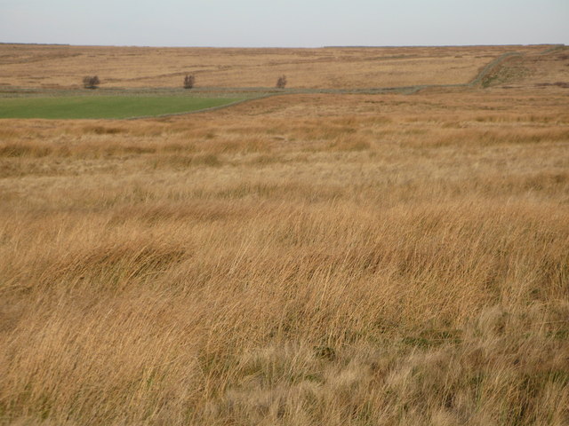 (Part of) Burntridge Moor