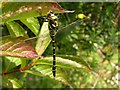 Golden-ringed Dragonfly