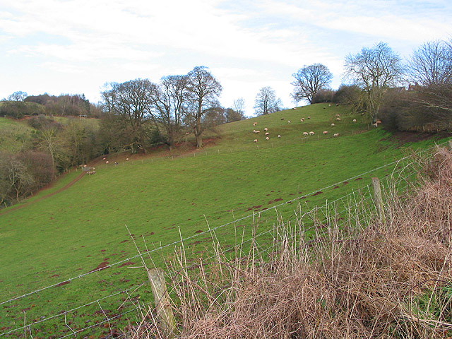 Hillside grazing at Crossington Farm