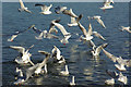 Black Headed Gulls, Daventry Reservoir