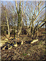 Felled timber in Colwick Country Park