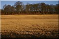 Stubble at Airlie