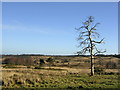 TQ4631 : Ashdown Forest view by Mark Percy