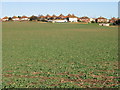 Houses on Adelaide Road, Elvington, from the Barfrestone Road