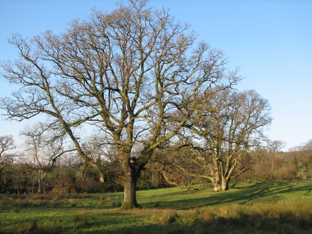 Oak trees, Cairnsmore