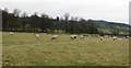 Ridge and furrow in Hauxwell Park