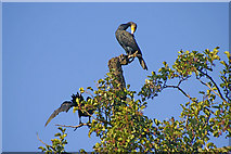 TQ3096 : Pair of Cormorants on tree in island on Boxer's Lake, Enfield by Christine Matthews