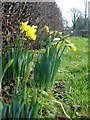 Early daffs at The Ffridd