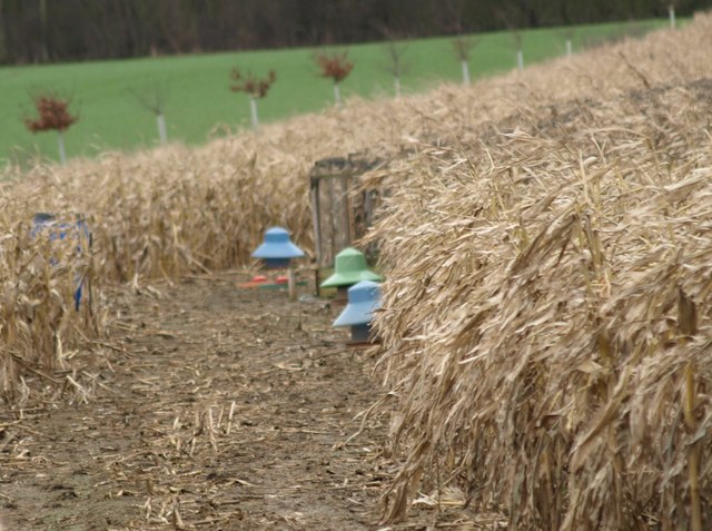 Flying Saucers \u00a9 Ian Simons :: Geograph Britain and Ireland