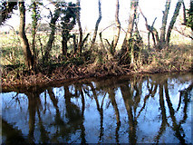 TG1630 : River Bure - reflections by Evelyn Simak