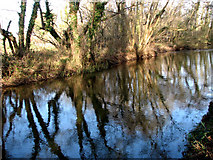 TG1630 : Downstream view with reflections of trees by Evelyn Simak