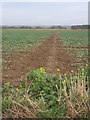 Muddy track across the fields towards Needham Market