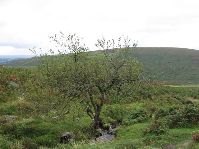 Stunted tree on the path from Grimspound to Firth Bridge