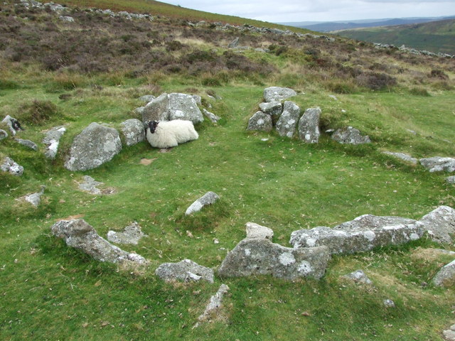 A Dartmoor Sheep shelters in a Grimspound Hut Circle