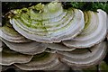 Fungus on Dead Wood