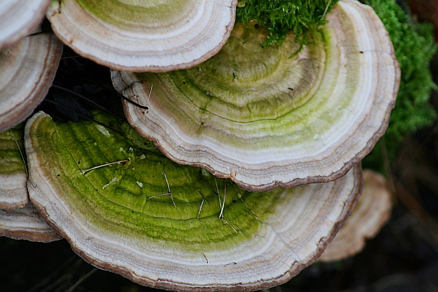 Fungus on Dead Wood (2)