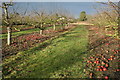 TL9628 : Orchard at Manor Farm by John Lemay