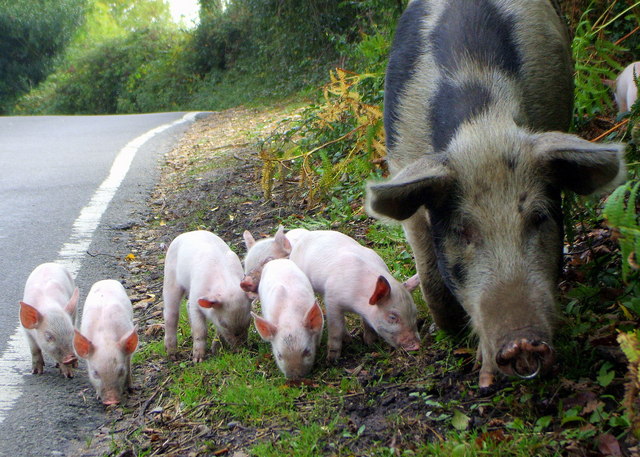 Pigs grazing on the road at Bramshaw