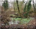 Barton Stacey -  Waterlogged Woods