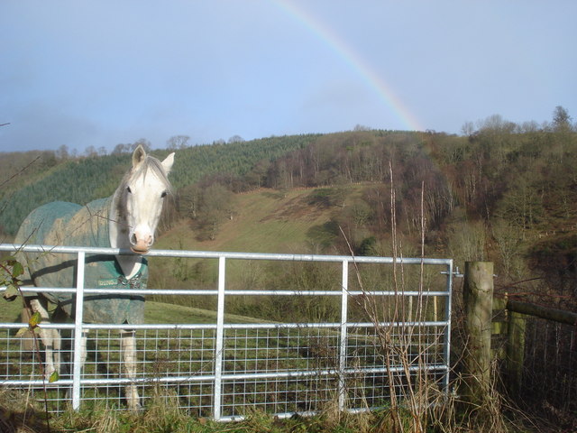 Horse near Bryncalled