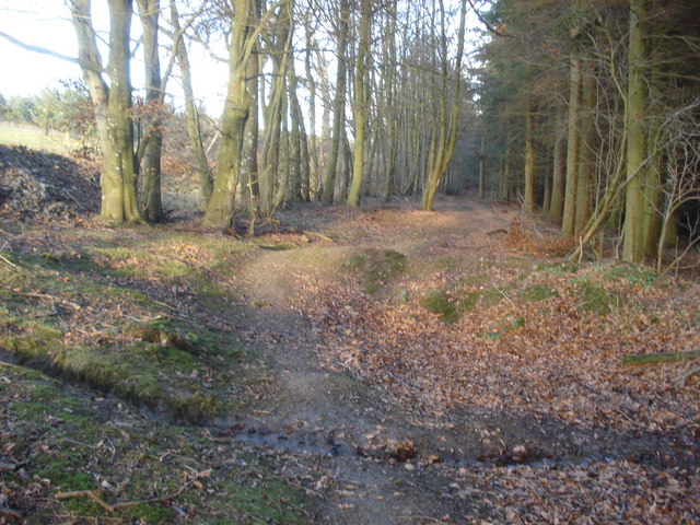 Forest path near Meeroak Farm