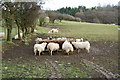 Ewes feeding on haylage