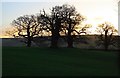 Bare Trees in Bolton Park